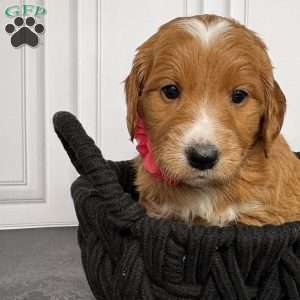 Cassie, Mini Goldendoodle Puppy